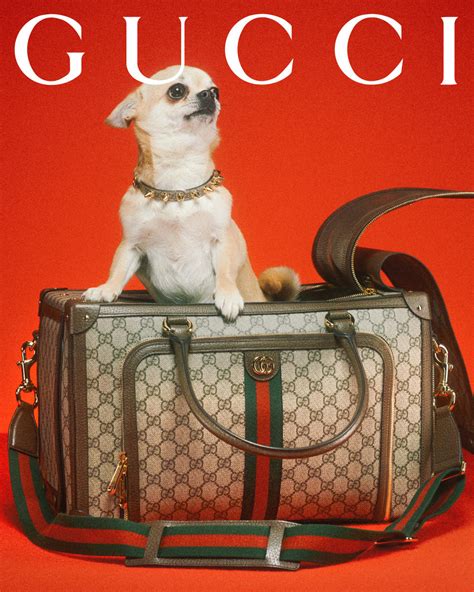 gucci pet tekenen|gucci pet collection.